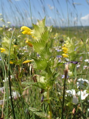 Rhinanthus pumilus