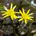 Ranunculus meyeri - Photo (c) Ansell Matcher, alguns direitos reservados (CC BY-NC), uploaded by Ansell Matcher