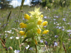 Rhinanthus pumilus
