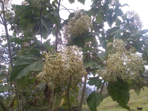 Smallanthus jelskii