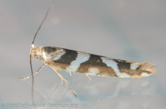 Argyresthia goedartella