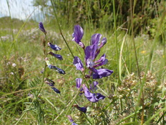 Vicia onobrychioides