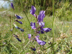 Vicia onobrychioides