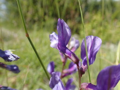 Vicia onobrychioides