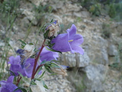 Campanula speciosa