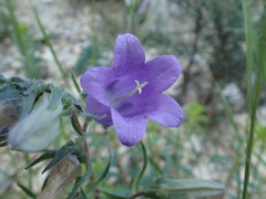 Campanula speciosa