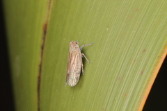 Zeoliarus oppositus