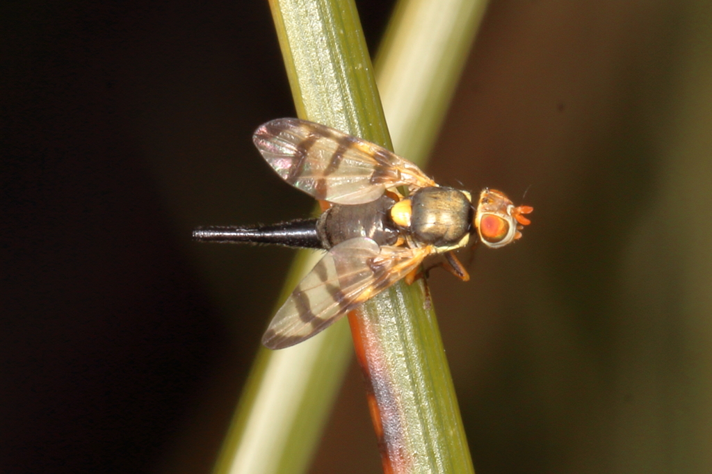 Nodding Thistle Gall Fly
