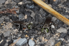 Tachysphex nigerrimus