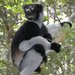 Indri Colicorto - Photo (c) Nick Block, algunos derechos reservados (CC BY), subido por Nick Block