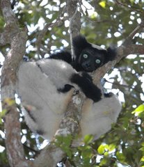 Indri indri