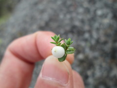 Pimelea prostrata
