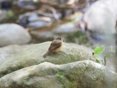 Muscicapa muttui