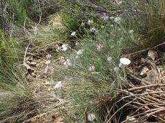Convolvulus lanuginosus