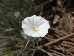 Convolvulus lanuginosus
