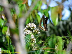 Graphium teredon