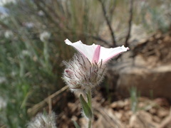 Convolvulus lanuginosus