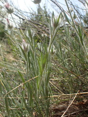 Convolvulus lanuginosus
