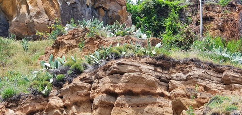 Plantago arborescens image