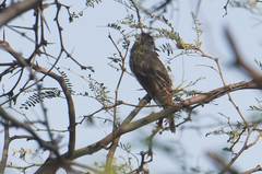 Myiarchus tyrannulus