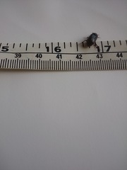 Acrossidius tasmaniae