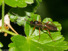 Aoplus ochropis