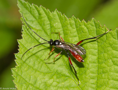 Exetastes adpressorius