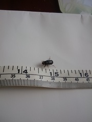 Acrossidius tasmaniae