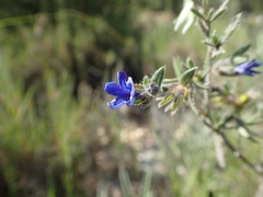 Lithodora