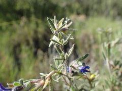 Lithodora