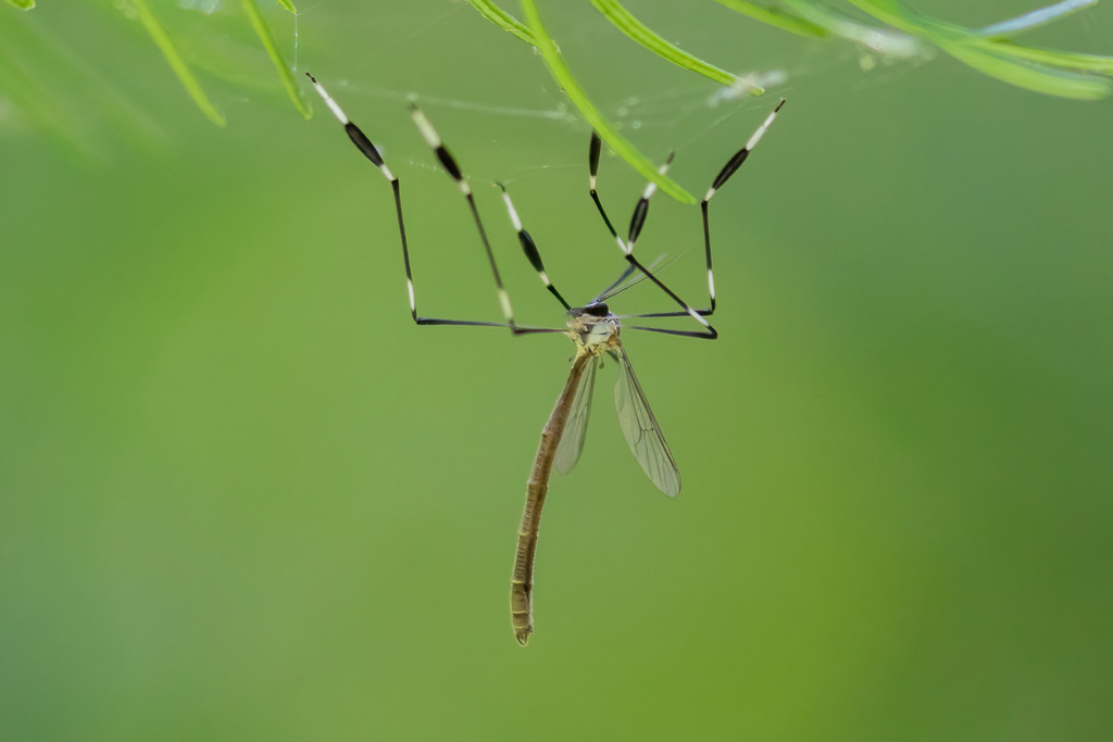 Western Phantom Crane Fly