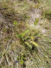 Chaerophyllum eriopodum