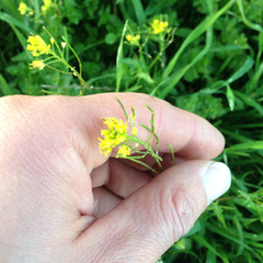 Sisymbrium orientale