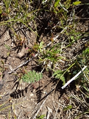 Chaerophyllum eriopodum