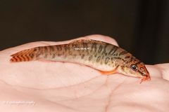 Paracanthocobitis botia