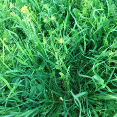 Sisymbrium orientale