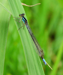 Pseudagrion spernatum