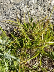 Carex breviculmis
