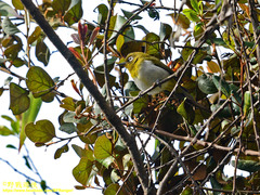 Zosterops ceylonensis