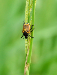 Popillia bipunctata