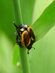 Popillia bipunctata