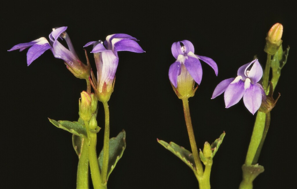 Lobelia griffithii (Lobelia griffithii)