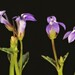 Lobelia griffithii
