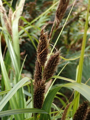 Carex trifida