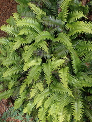 Blechnum durum
