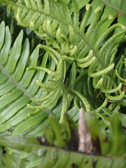 Blechnum durum