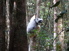 Propithecus diadema