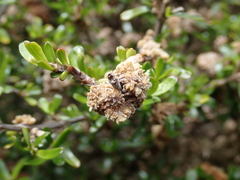 Coprosma cuneata