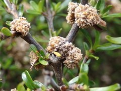Coprosma cuneata