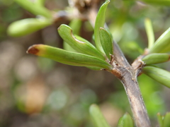 Coprosma cuneata
